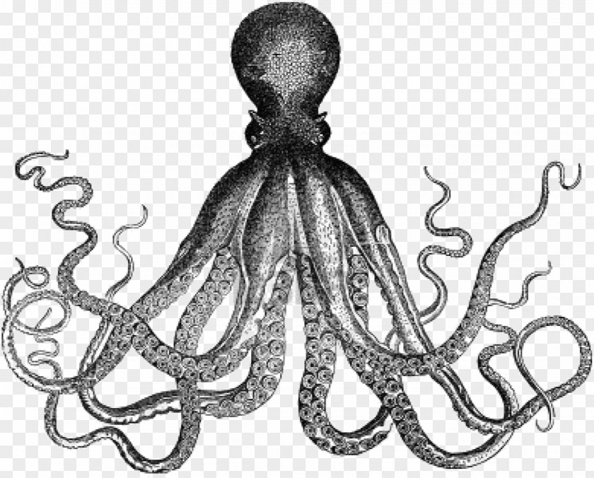 Squid Octopus Antique Kraken Clip Art PNG
