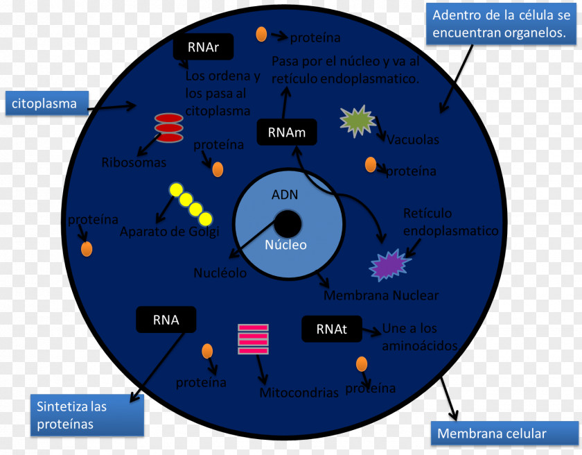 Technology Brand Diagram PNG