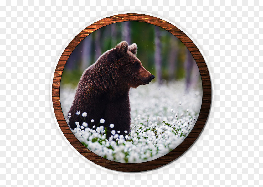 Travel Grizzly Bear Stock Photography Eurasian Brown Taiga PNG