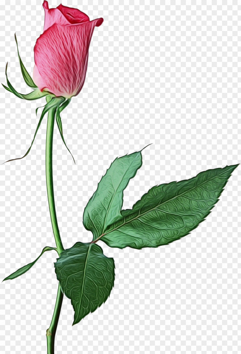 Plant Stem Pedicel Roses Background PNG