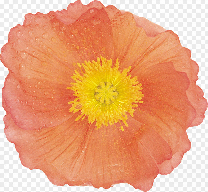 Poppy Flower Painting Google Images PNG