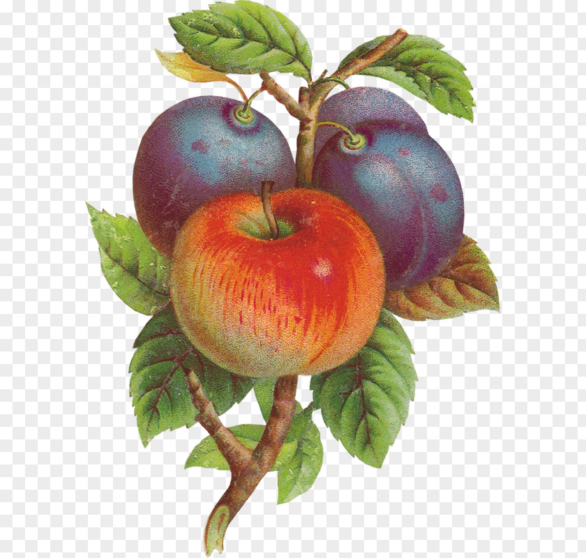 Apple Paper Bokmärke Peach Fruit PNG