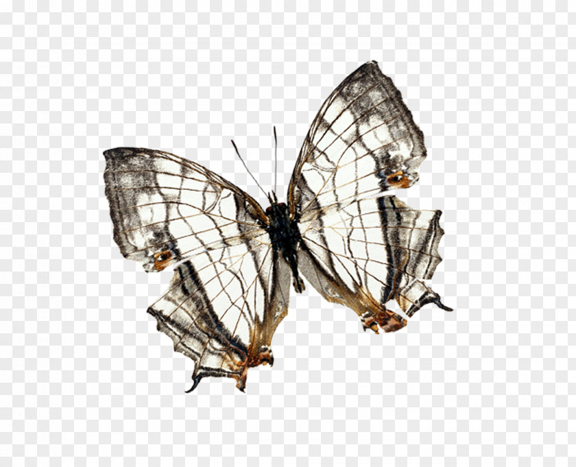 Butterfly Mesh Monarch Computer Graphics PNG
