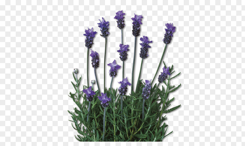 Lavanda English Lavender Lavandula Dentata French Plant Lamiaceae PNG