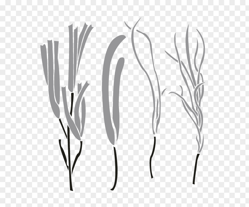 Leaf Twig Plant Stem Grasses PNG