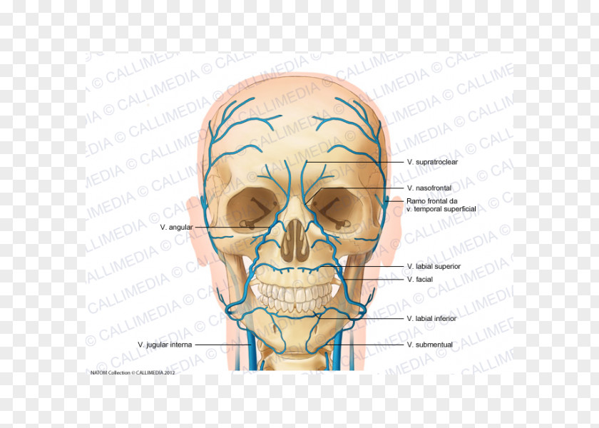 Superficial Temporal Vein Anterior Jugular Head And Neck Anatomy Supratrochlear Artery PNG