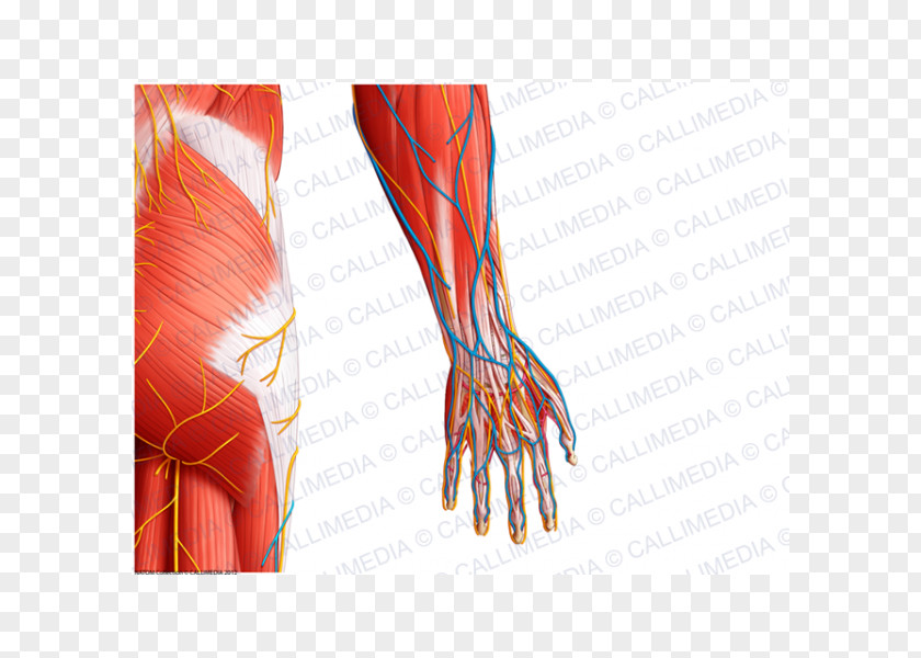 Arm Thumb Nerve Muscle Hip PNG