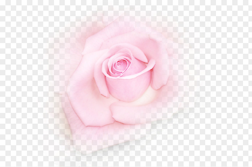 Garden Roses Cabbage Rose Cut Flowers Petal Pink M PNG