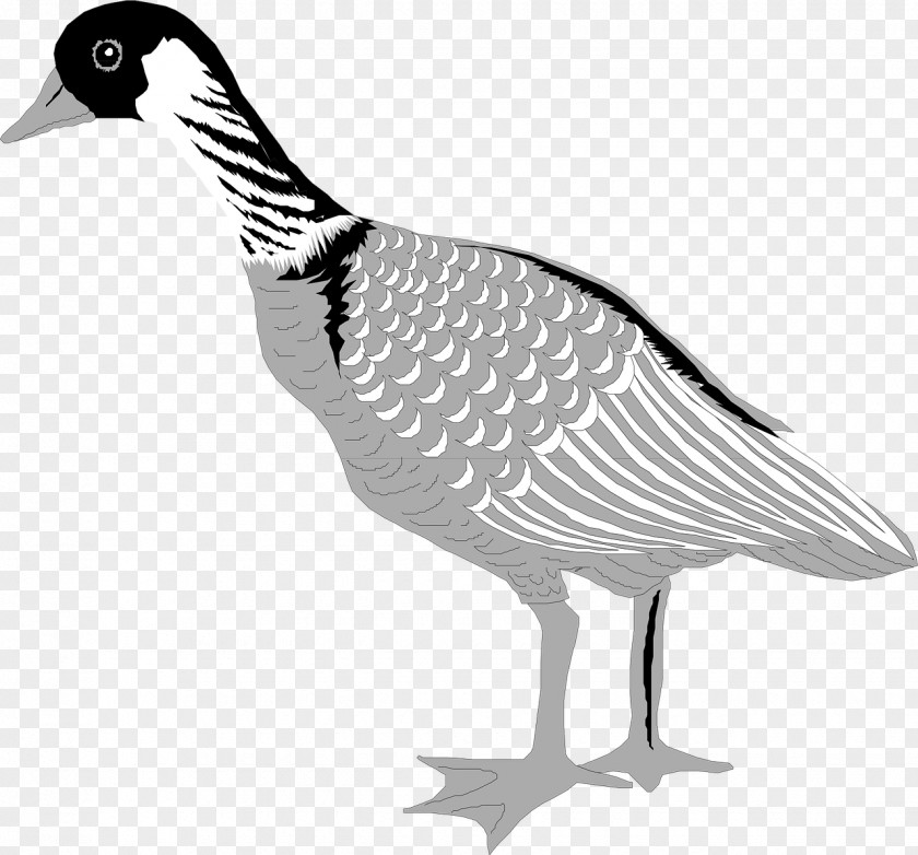 Grey Goose Domestic Duck Bird Greylag PNG