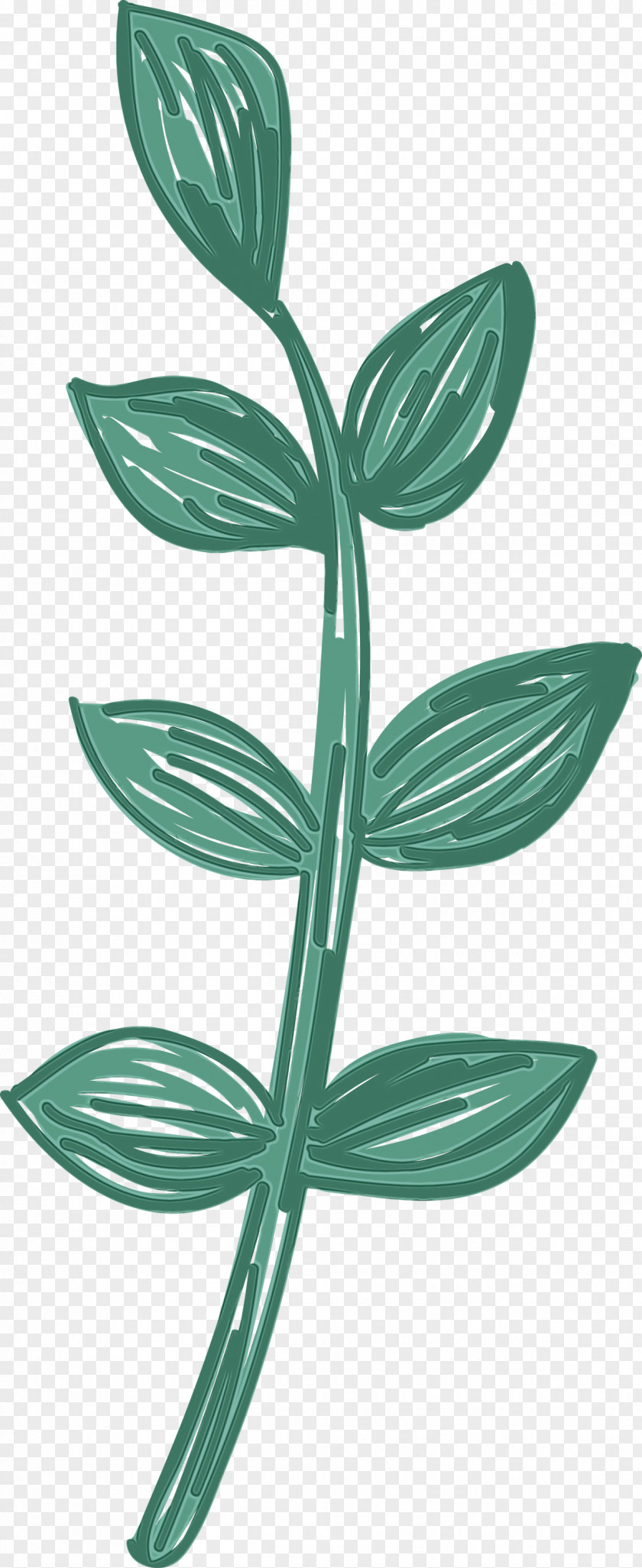 Leaf Plant Stem Flower Plants Structure PNG