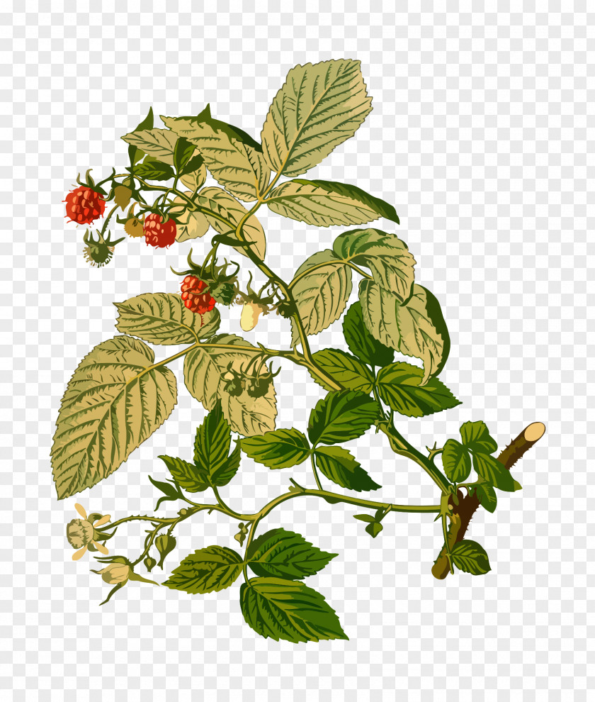 Raspberry Plant Cloudberry Red Rubus Strigosus PNG