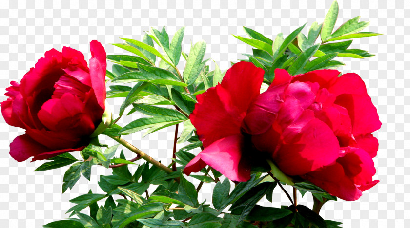 Rose Ornament Beach Flower PNG