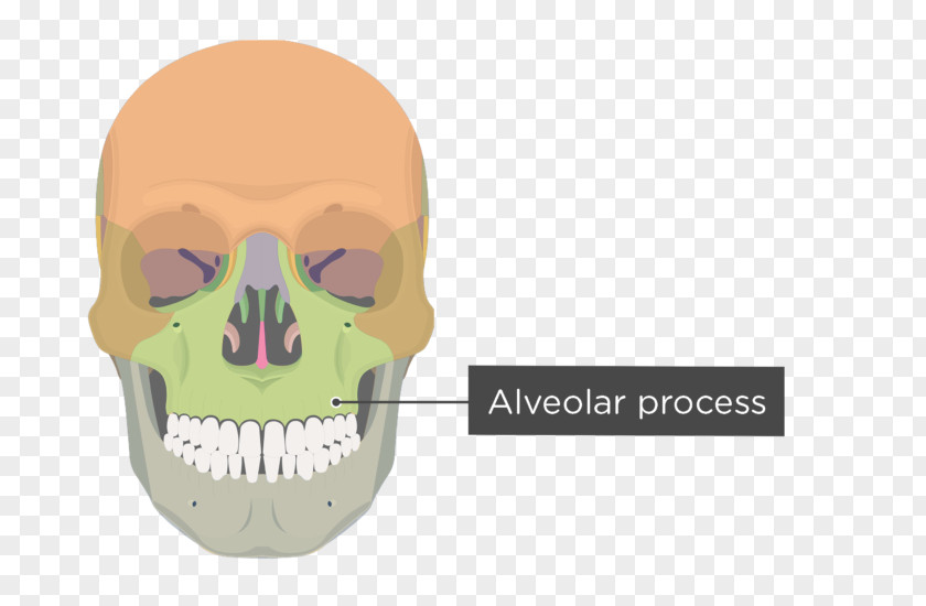 Skull Zygomatic Bone Process Of Maxilla Frontal PNG