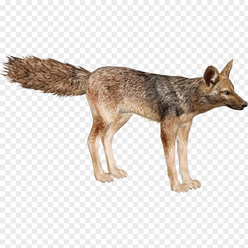 Wolf Jackal Coyote Red Fox PNG