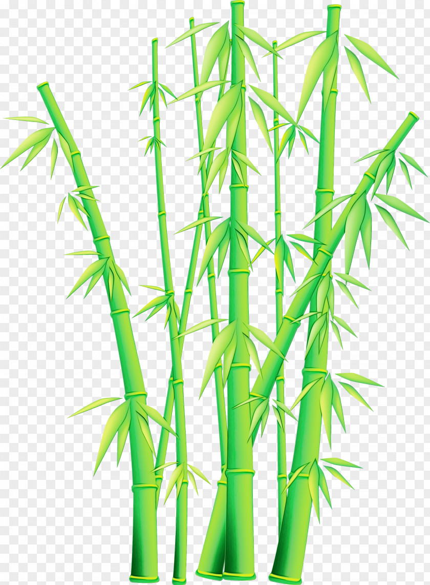 Bamboo Plant Stem Grass Family PNG
