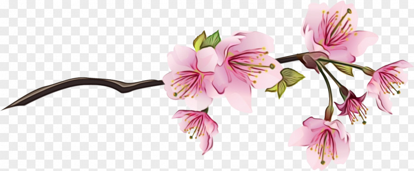 Clip Art Cherry Blossom Drawing PNG