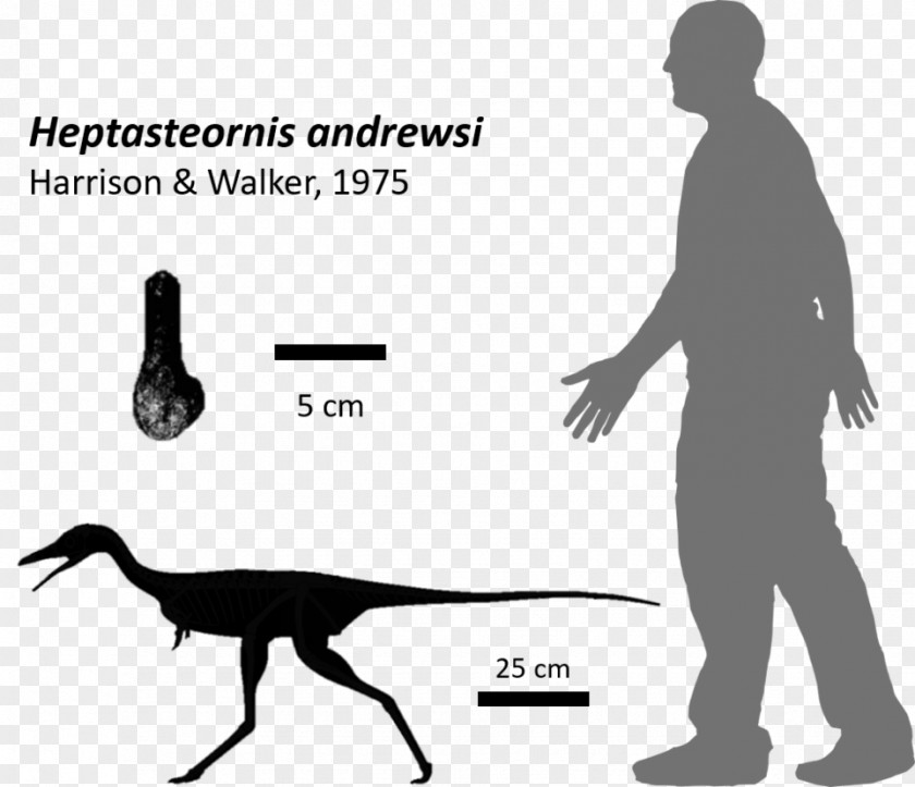 Fragment Vector Protoceratops Nyasasaurus Fossil Archosaur Dinosaur Isle PNG