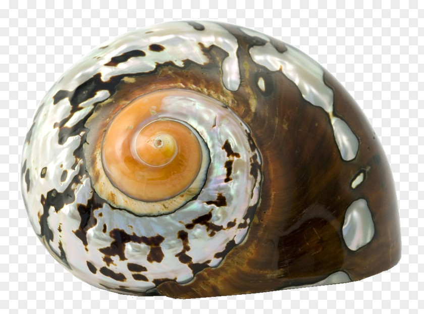 Mar Cockle Seashell Sea Snail Epitonium Scalare PNG