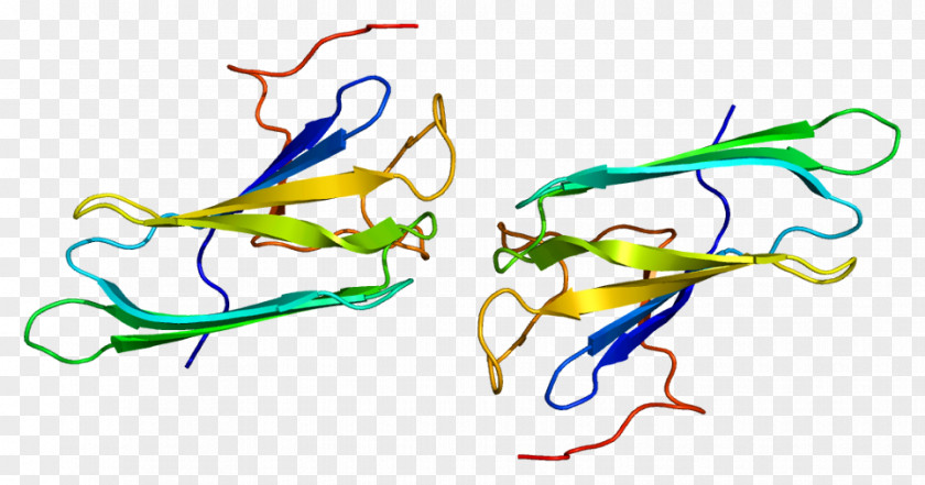 Xenobiotic PTGES3 Protein Prostaglandin E Synthase Co-chaperone Hsp90 PNG