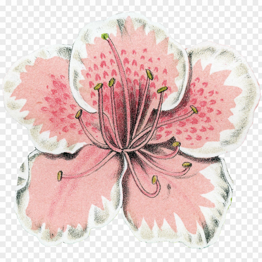 Azalea Button Cut Flowers Pink M Flowering Plant Plants PNG