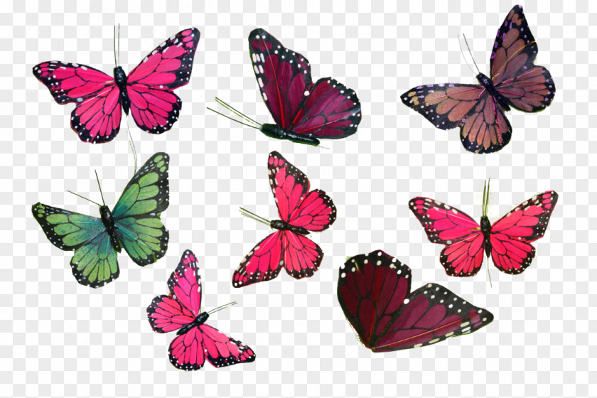 Butterfly Stock Photography DeviantArt PNG