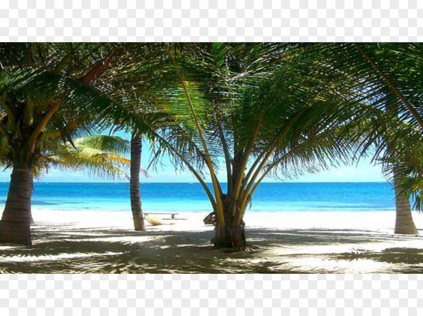 Coconut Caribbean Desktop Wallpaper Tropics Date Palm PNG