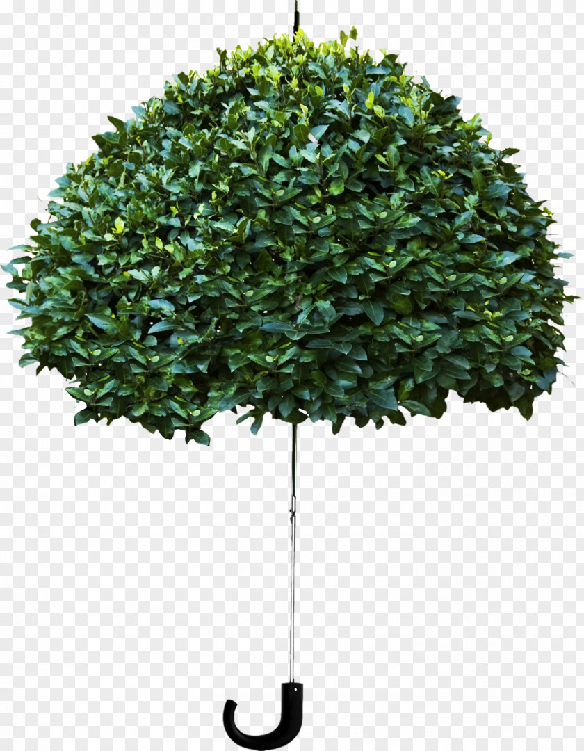 Green Umbrella Dont Stand Under A Tree When It Rains Amazon.com Crisis Investing For The Rest Of 90s PNG