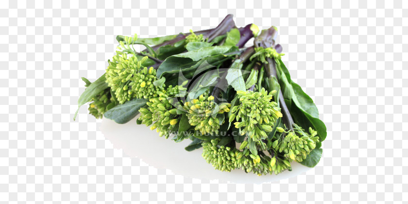 Kale Cauliflower Chinese Broccoli Spring Greens Cabbage PNG