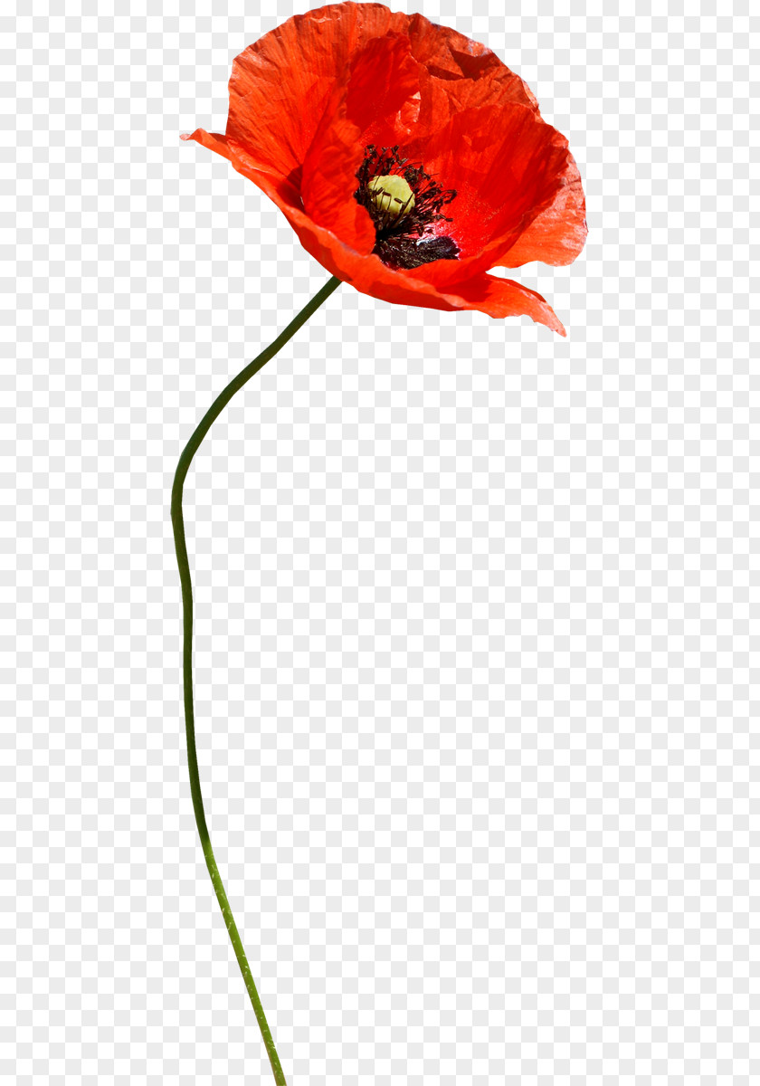 Poppies Common Poppy Flower PNG