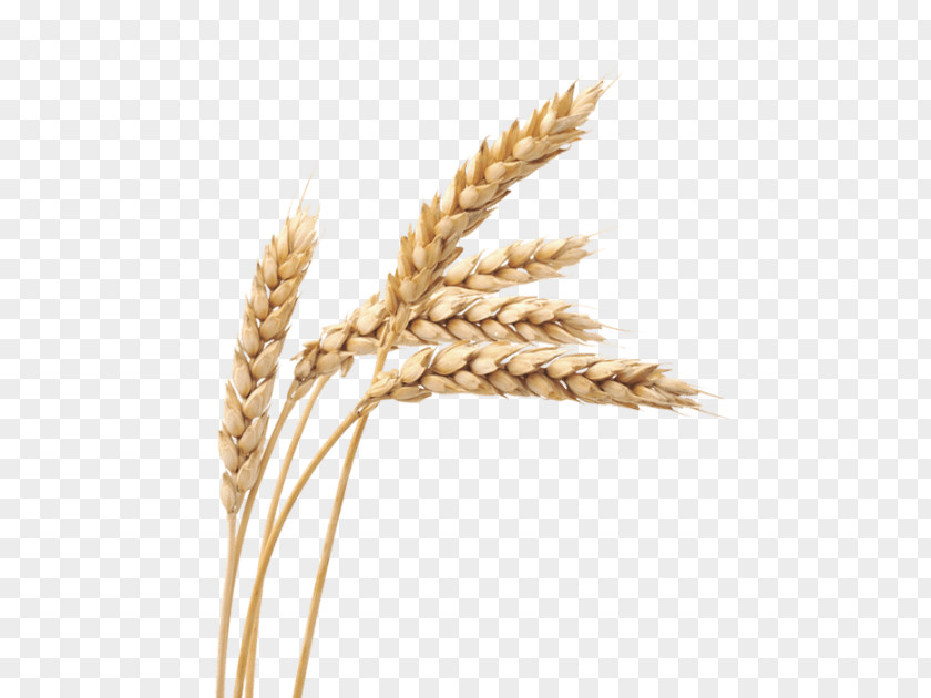 Rice Cereal Grain Atta Flour Clip Art PNG