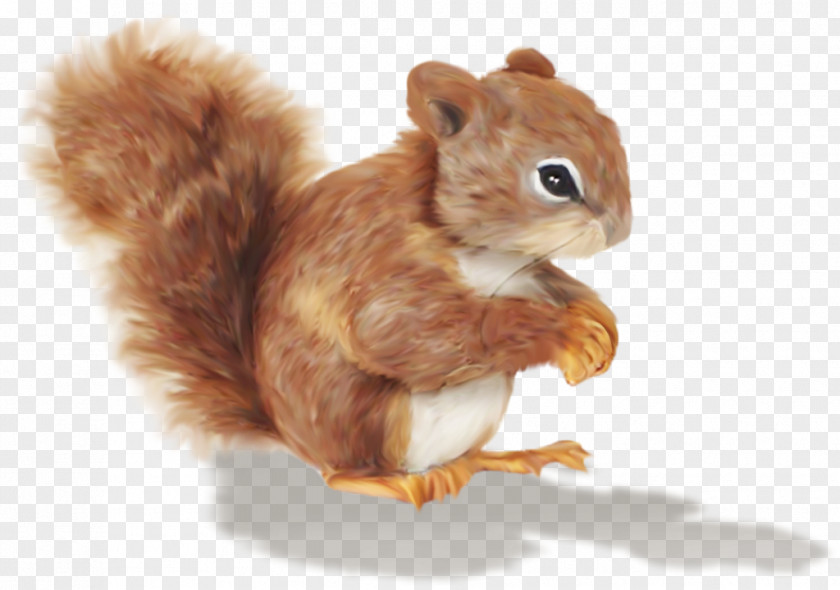 Squirrel Cartoon Animal Chipmunk Clip Art PNG