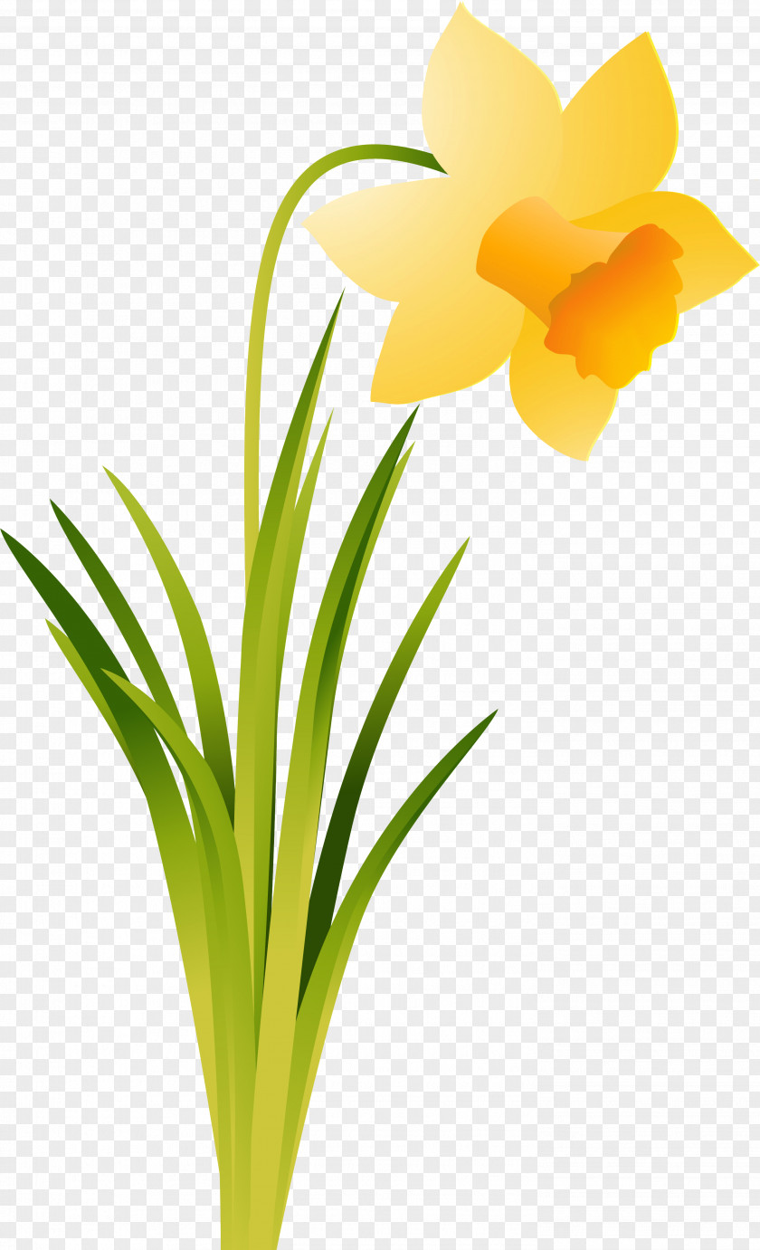Flower Daffodil Cut Flowers Amaryllis Belladonna Plant PNG