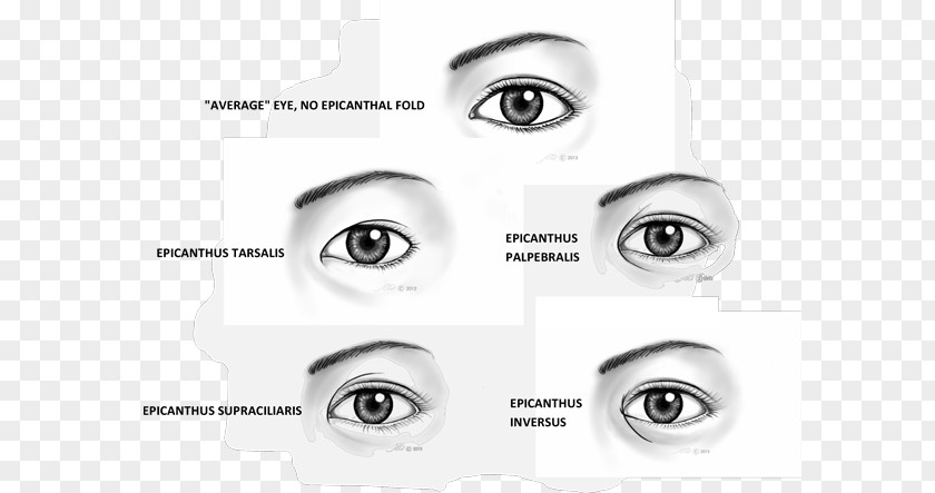 Human Peripheral Vision Epicanthic Fold Canthus Eyebrow Ophthalmology PNG