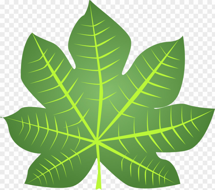 Leaf Photosynthesis Blog Clip Art PNG