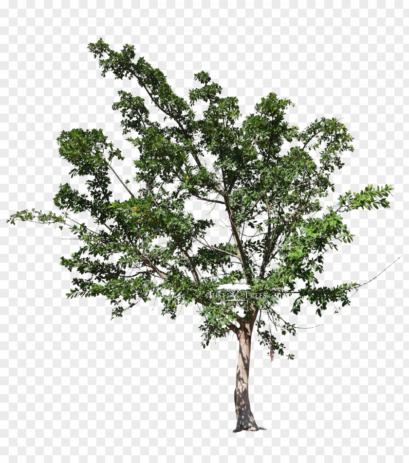 Acer Platanoides Plane Tree Family Oak Fig Trees Ficus Natalensis PNG