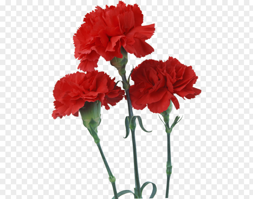 Flower Carnation Birth Red Artificial PNG