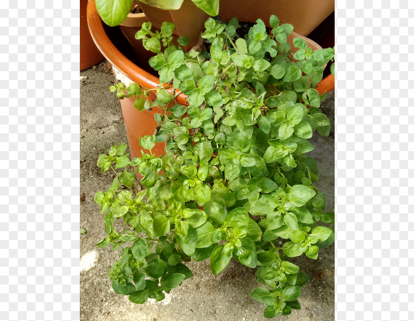 Marjoram Herb Flowerpot Groundcover PNG