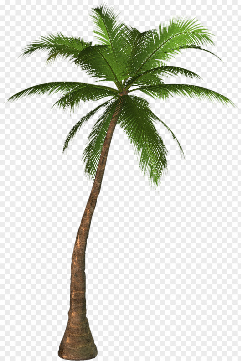 Palm Tree Phoenix Canariensis Date Arecaceae Clip Art PNG