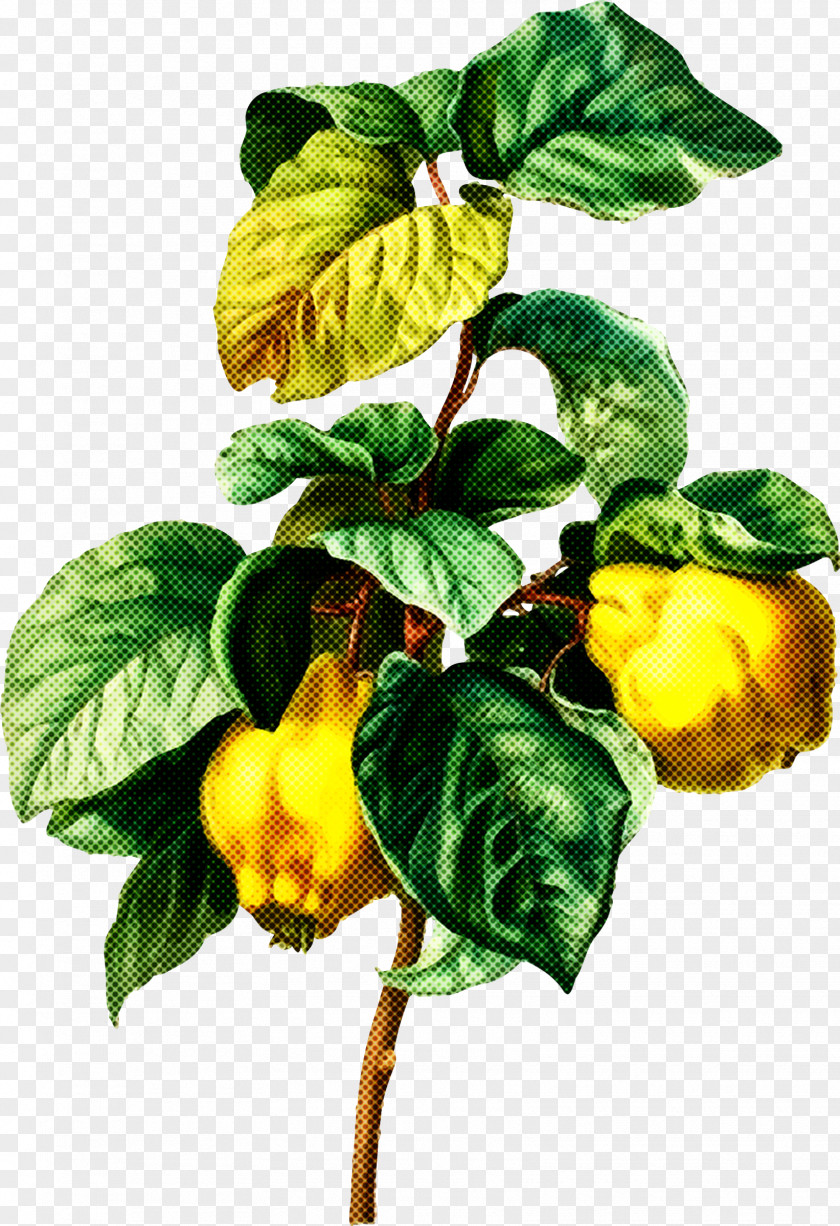 Plant Flower Yellow Leaf Fruit PNG