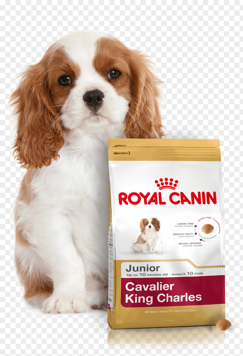 Puppy Cavalier King Charles Spaniel English Cocker Dog Food PNG