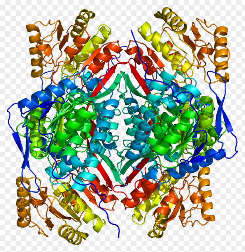ALDH2 Aldehyde Dehydrogenase Protein Alcohol Flush Reaction Enzyme PNG
