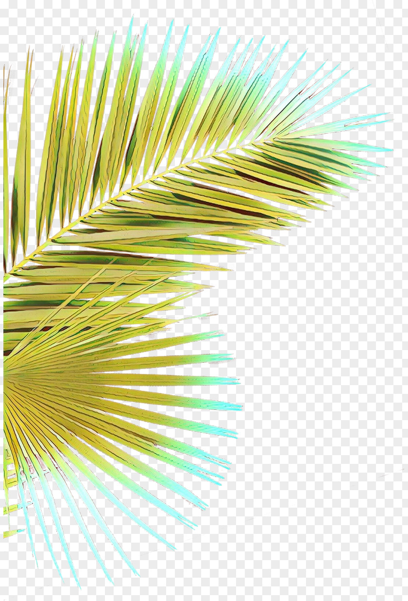 Arecales Plant Green Yellow Line Tree PNG