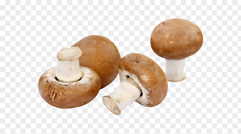Braun Common Mushroom Fungus Fungiculture Гъбите в България PNG