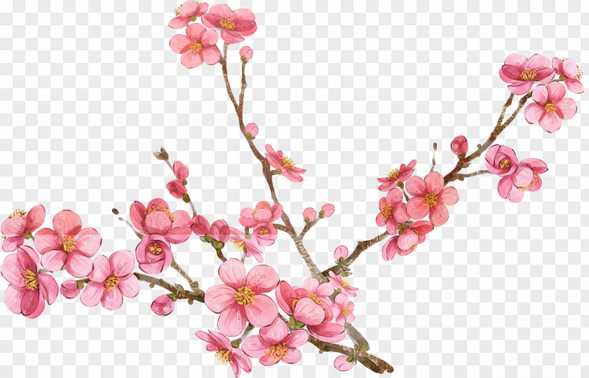 Cherry Blossom PNG