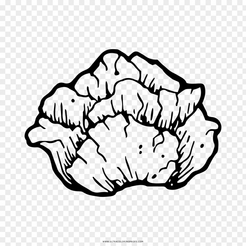 Vegetable Drawing Coloring Book Cabbage PNG