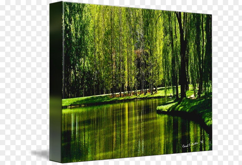 Weeping Willow Avond (Evening): The Red Tree Art Painting PNG