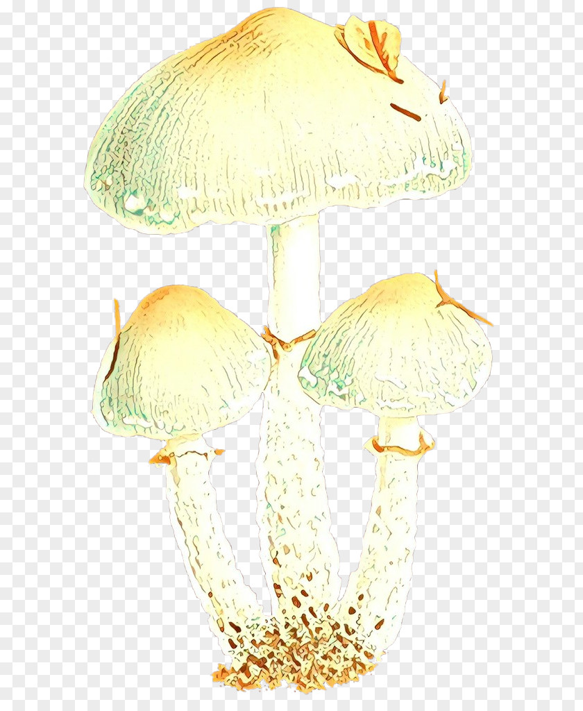 Agaricaceae Product PNG
