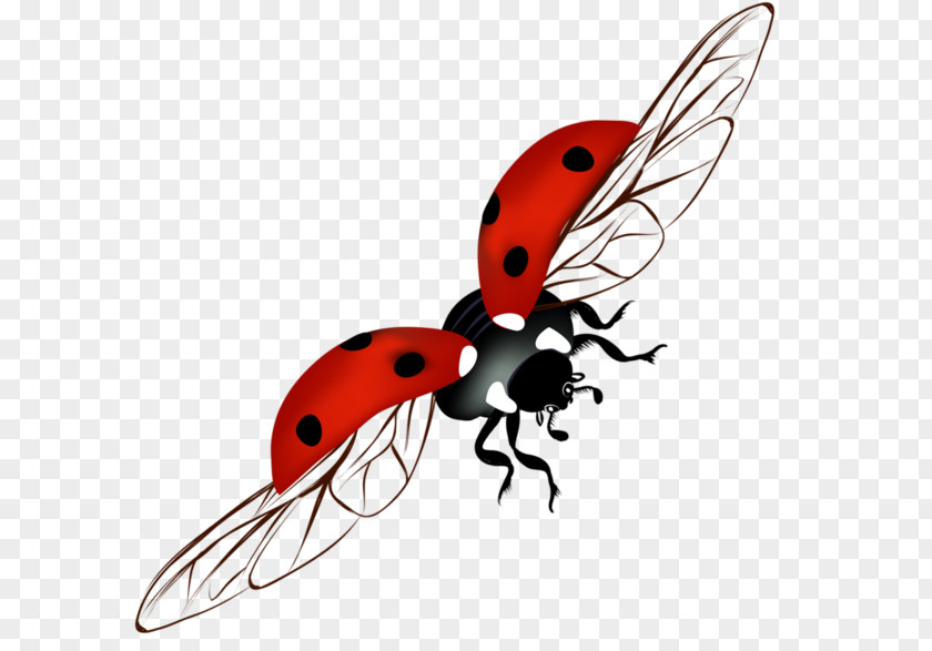 Coccinelle Ladybird Beetle Clip Art PNG