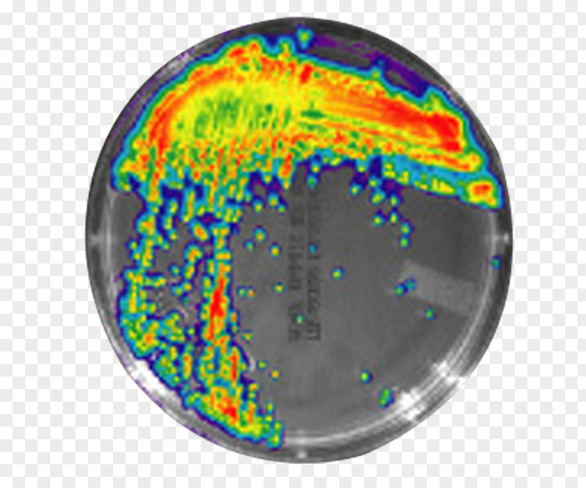 Dubai Painted Pathogenic Bacteria Staphylococcal Infection Bioluminescence PNG