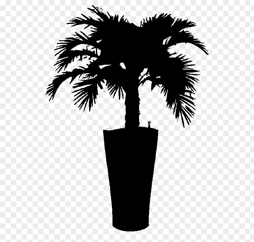M Date Palm Silhouette Borassus Asian Palmyra Black & White PNG